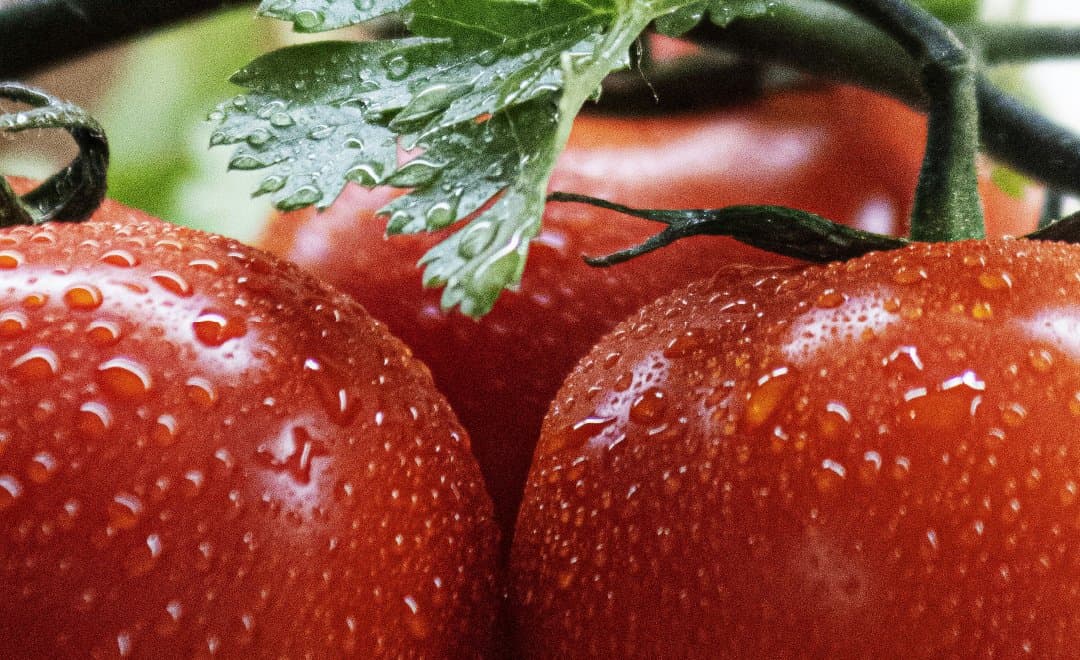 Ripe vine tomatoes with water droplets